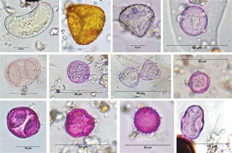 pollen grains are most similar to